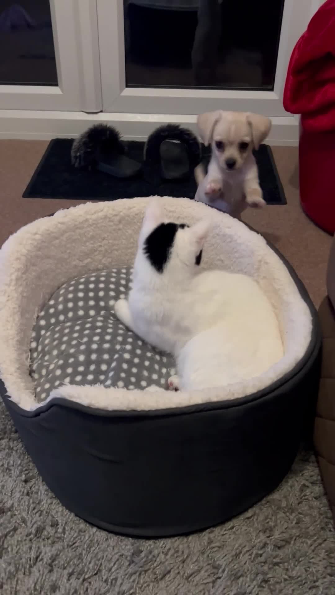 Mixed Breed cats for sale: Beautiful Small Female Cat for Rehoming - Video 1