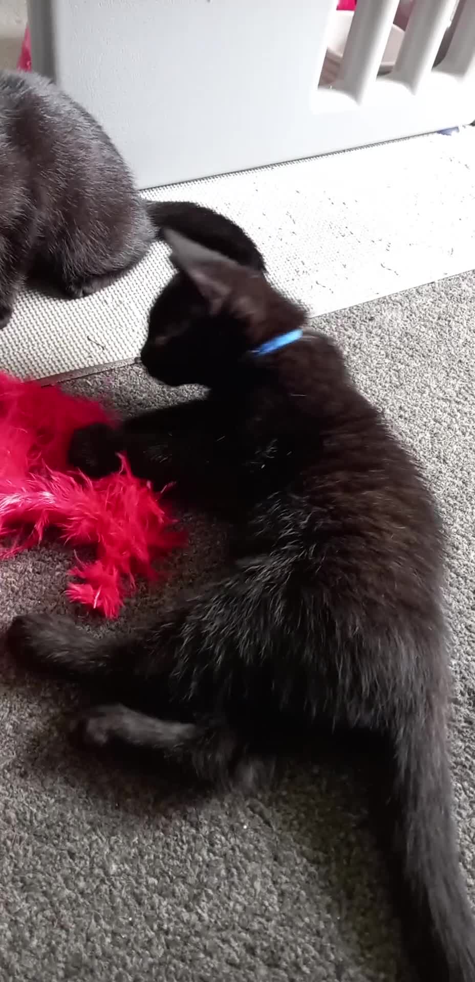 Domestic Shorthair cats for sale: 3 beautiful cuddley crazy kittens looking for you! - Video 1