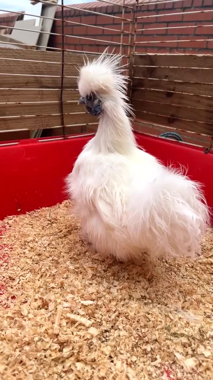 Chickens poultry for sale: Silkie bantam cockerel  - Video 1