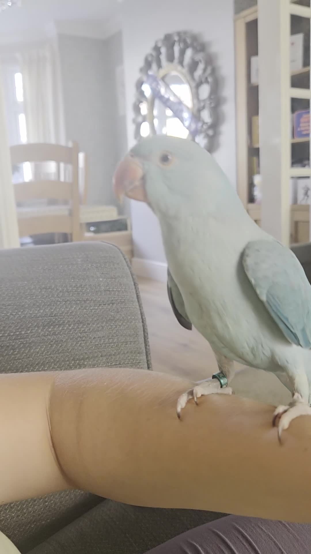 Ringnecks birds for sale: Hand reared Baby indian ring neck parrot in Dudley - Video 1