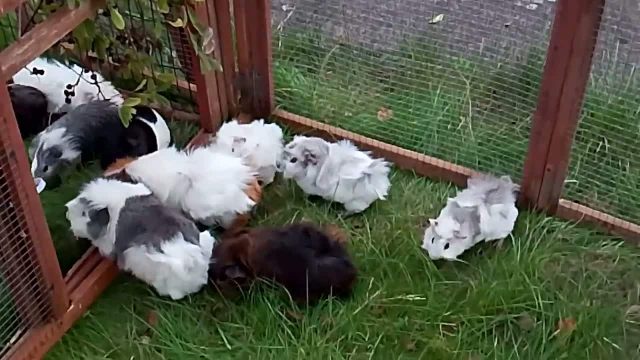 Guinea Pig rodents for sale: Baby & Adults sows available  - Video 1
