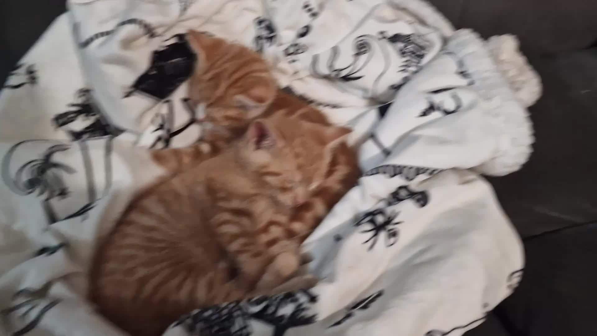 British Shorthair cats for sale: Gorgeous kittens for sale  - Video 1