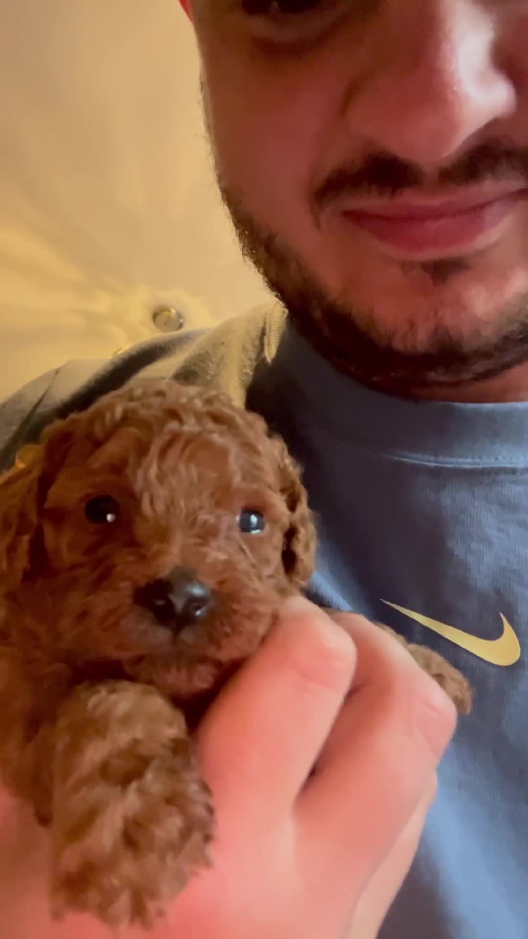 Toy Poodle dogs for sale: Red toy poodle puppies  - Video 1