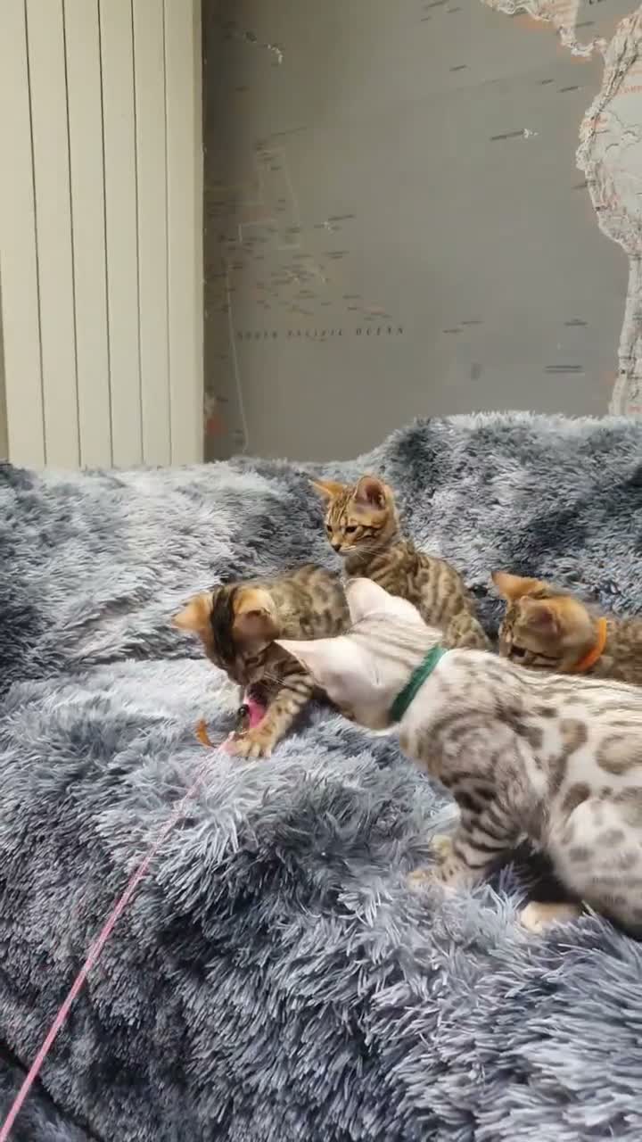 Bengal cats for sale: 🐆🐆Beautiful Pedigree Bengal Kittens🐆🐆  - Video 5