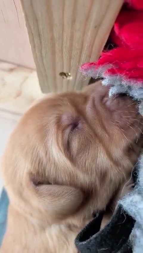 Labrador Retriever dogs for sale: Fox red Labrador puppies - Video 1