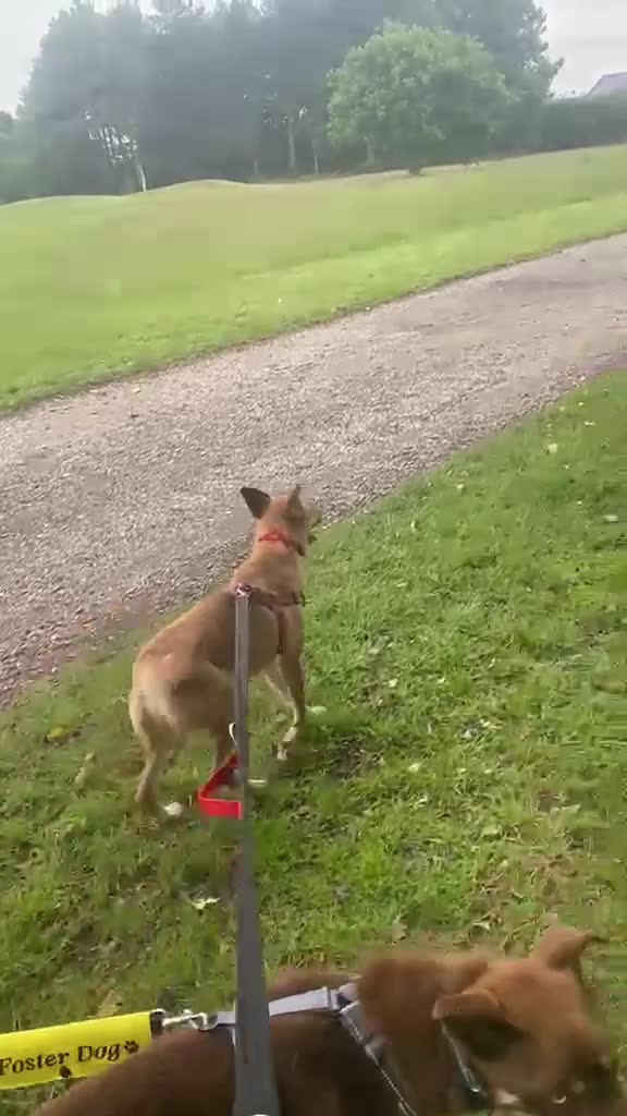 Mixed Breed dogs for adoption: 💙🐶 KAI & ❤️GERDA- BONDED AND SIMPLY PERFECT in Retford - Video 5