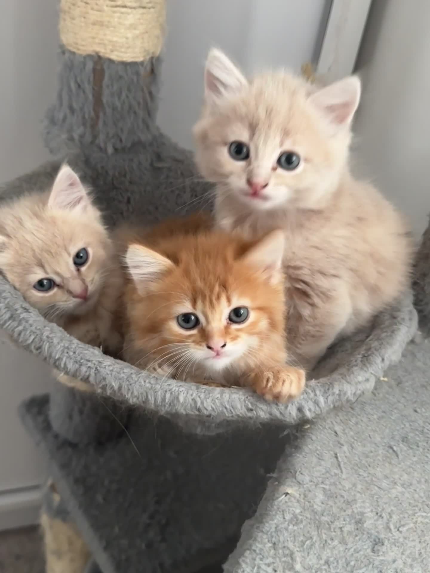 Persian cats for sale: Mink coloured Persian Mixed boys - Video 5