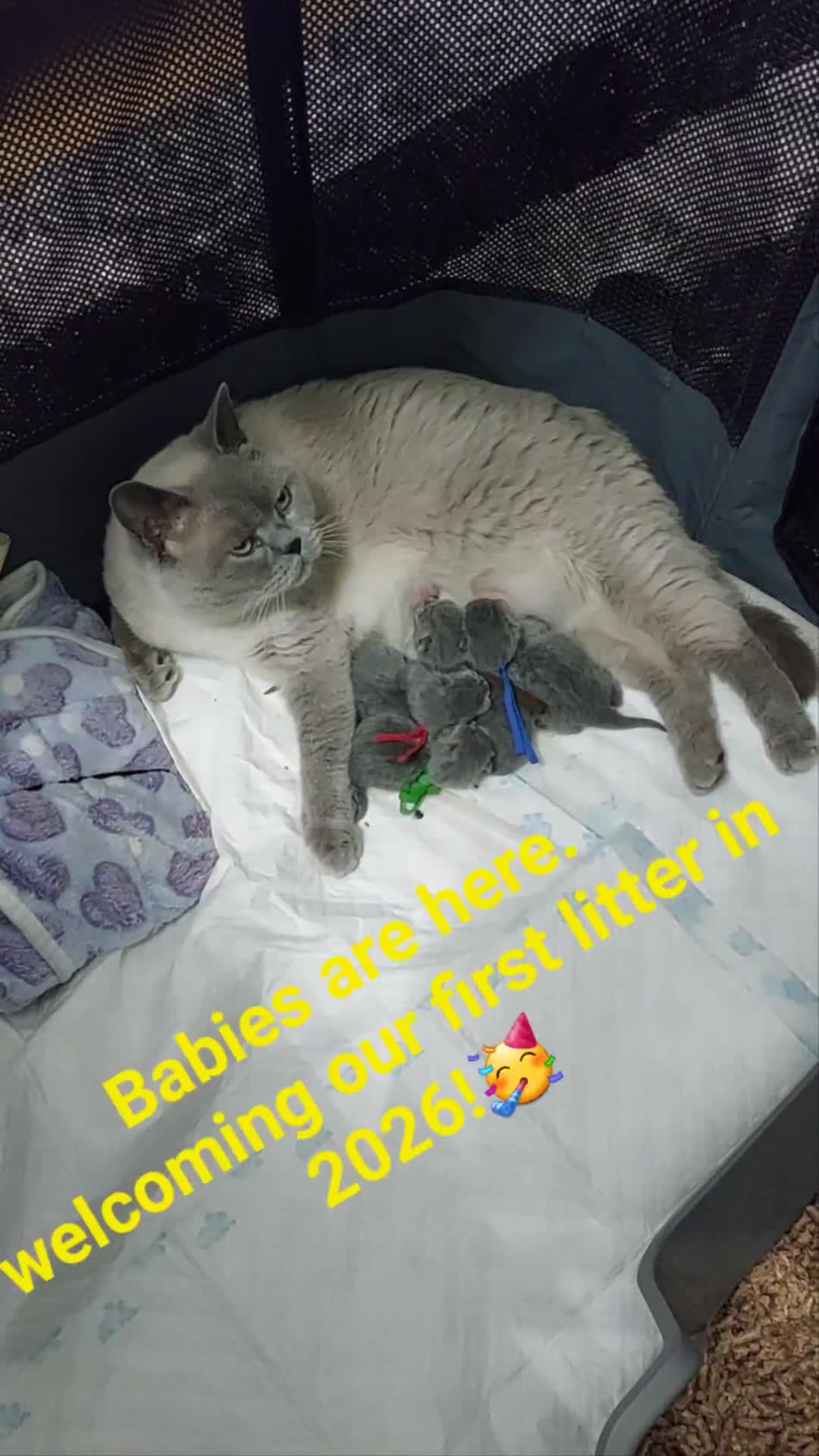 British Shorthair cats for sale: IMPECCABLE🏆CH SIRED GCCF REGISTERED KITTENS! - Video 2