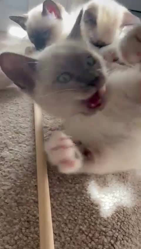 Ragamese cats for sale: 5 Stunning Ragamese Kittens - Video 3