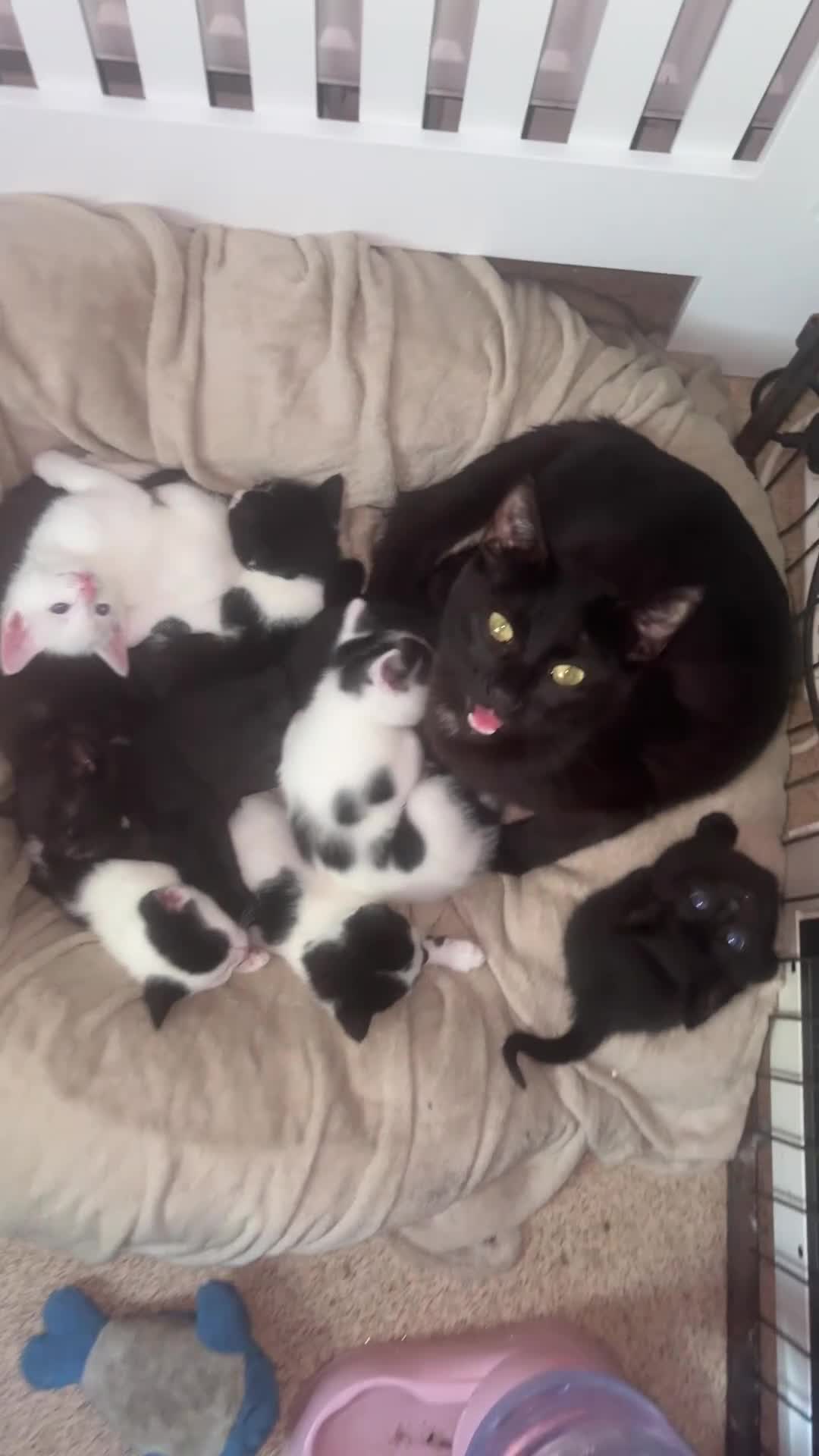 British Shorthair cats for sale: Adorable Kittens Looking for Loving Homes 🐾  - Video 1