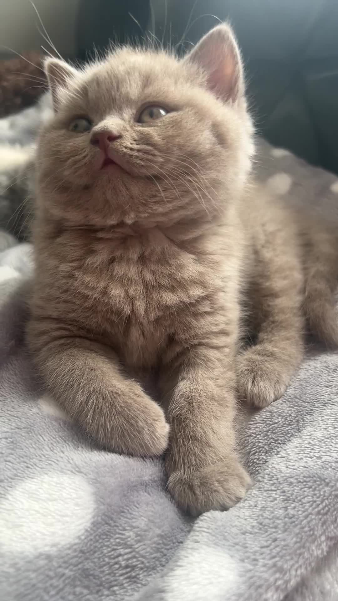 British Shorthair cats for sale: Gorgeous 8 Month Lilac BSH Male Nuetered - Video 3