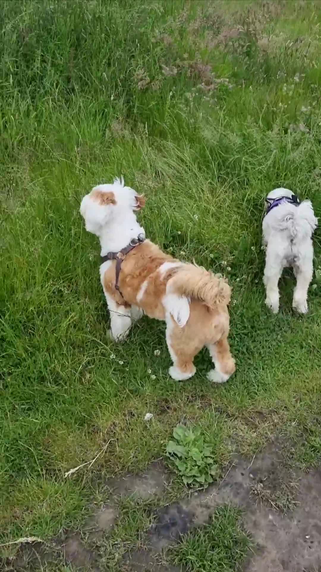 Tibetan Terrier dogs for sale: Tibetan terrier puppies for sale - Video 1