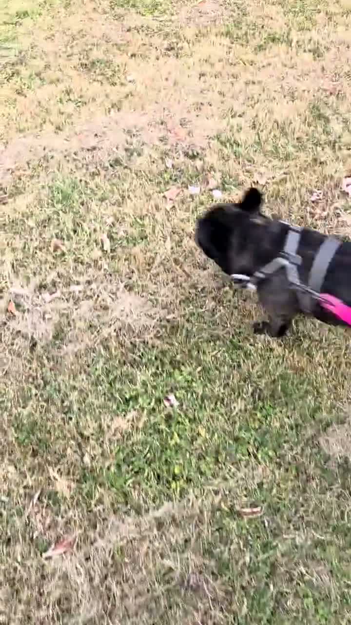 French Bulldog dogs for sale: Rocky - French Bulldog - For sale in Halifax - Video 2