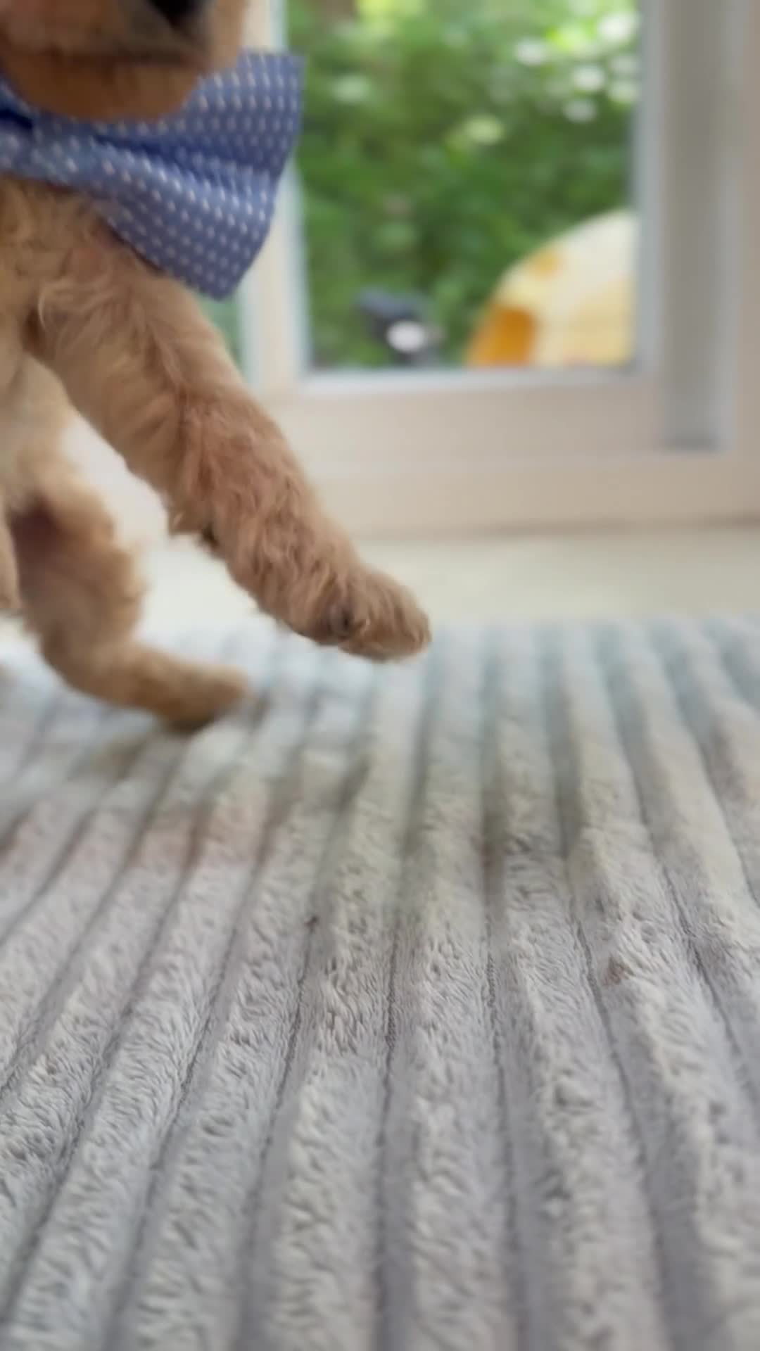 Cavapoo dogs for sale: Cavapoo puppies 2 boys available 🐾 - Video 2