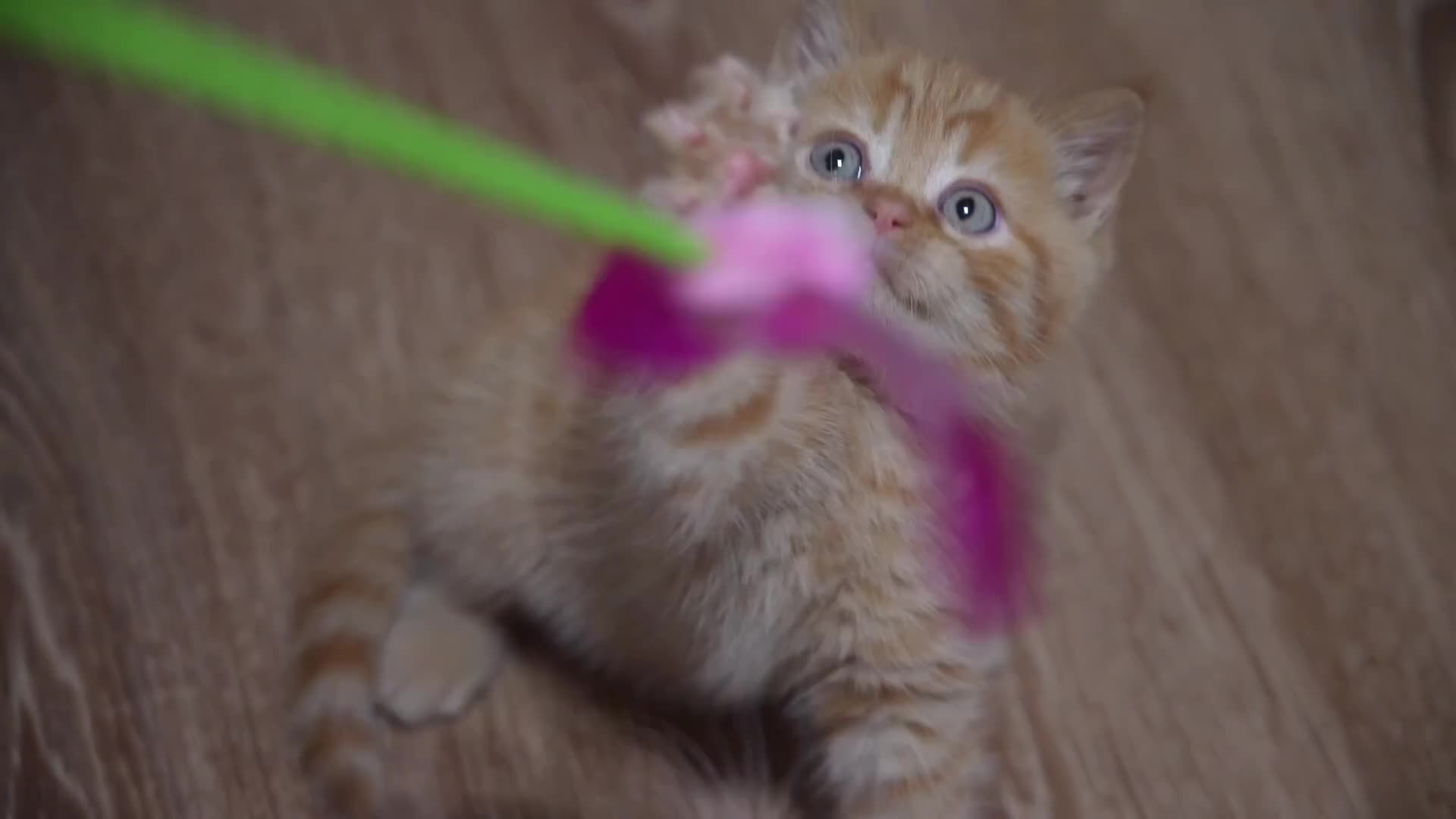 British Shorthair cats for sale: Registered champion bloodline BSH - Video 1