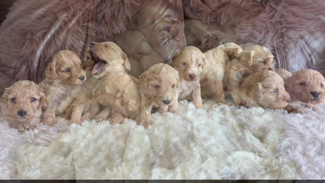 Cockapoo dogs for sale: DNA Health Tested Cockapoos Apricot/Golden - Video 1