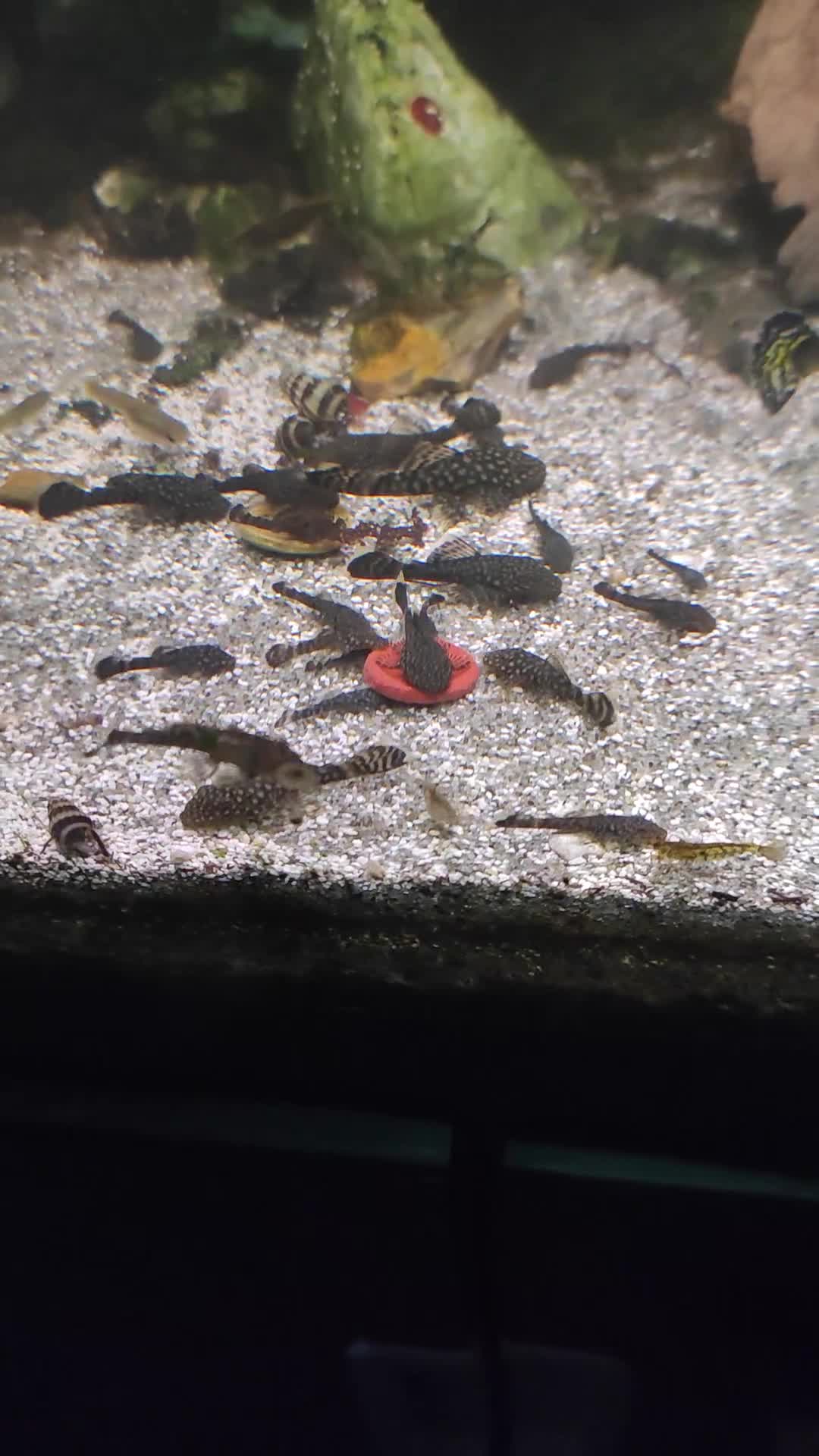 Plecos fish for sale: Young bristlenose plecs  in Chorley - Video 1
