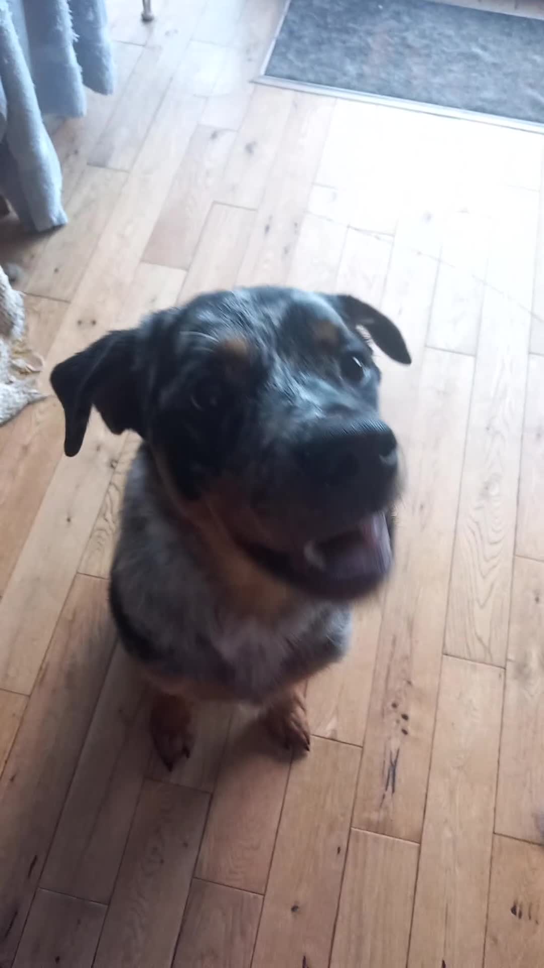 Mixed Breed dogs for sale: 1-year-old male rottie / aussie mix - Video 1
