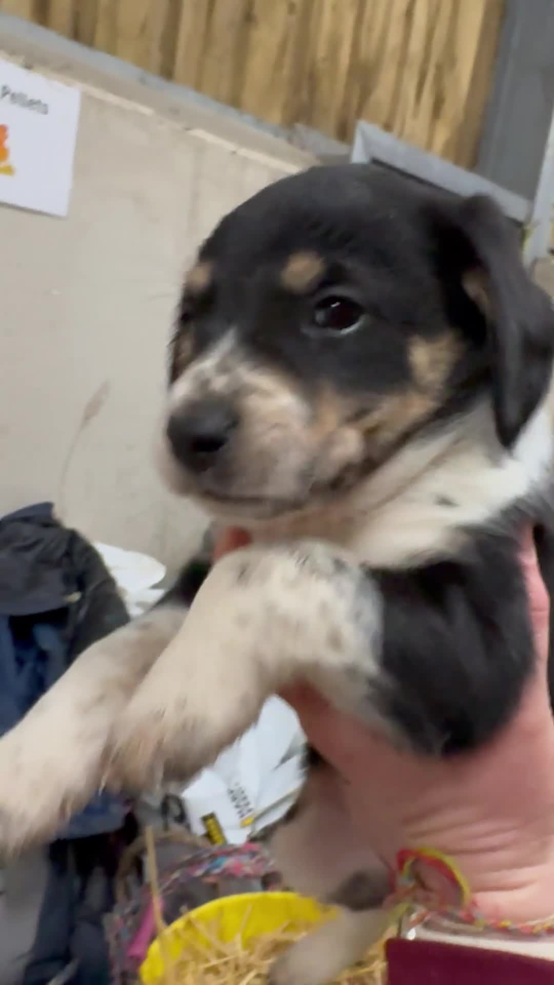 Sprollie dogs for sale: Beautiful Sprollie puppies - Video 2