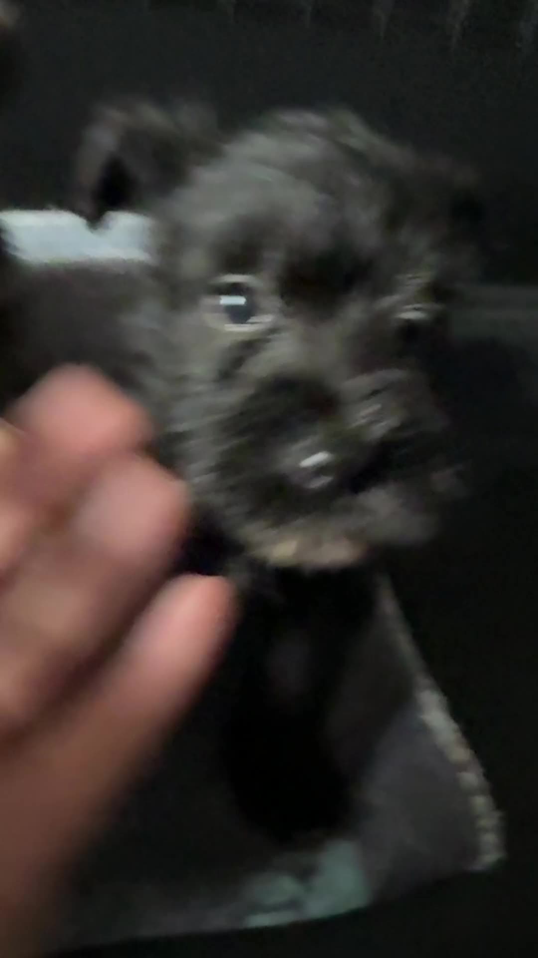 Miniature Schnauzer dogs for sale: Stunning Mini schnauzers kc reg puppies - Video 1