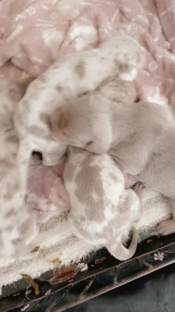 Dachshund dogs for sale: Mini dachshund puppies dapple Isabella tan  - Video 1