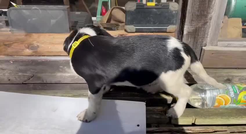 English Springer Spaniel dogs for sale: Chunky KC registered ENGLISH SPRINGER SPANIEL pups - Video 2