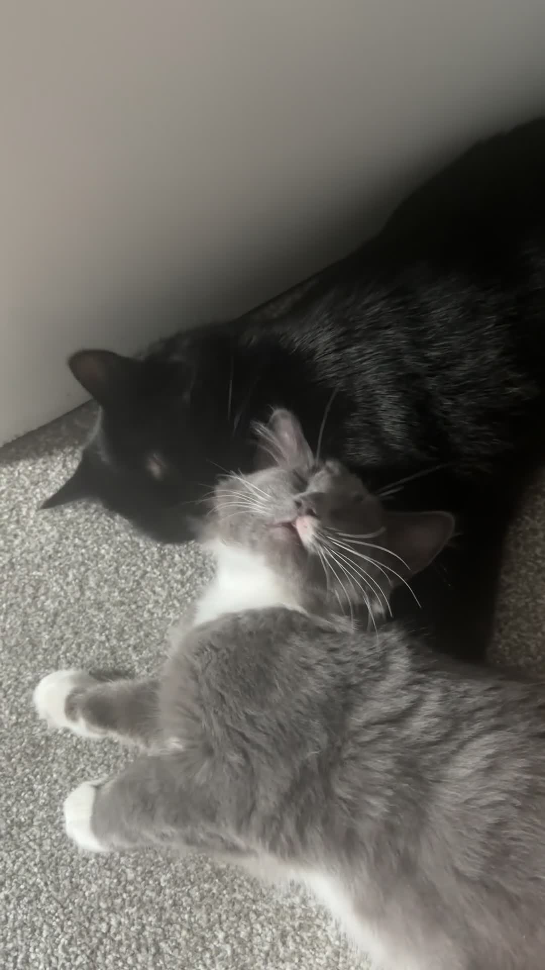 Ragdoll cats for sale: 1 ragdoll kitten & 1 black short hair  - Video 5