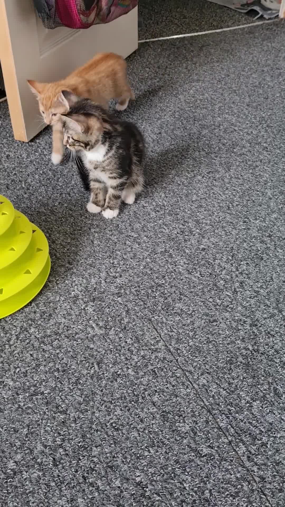 Mixed Breed cats for sale: Cute kittens🐈🐈‍⬛ - Video 2