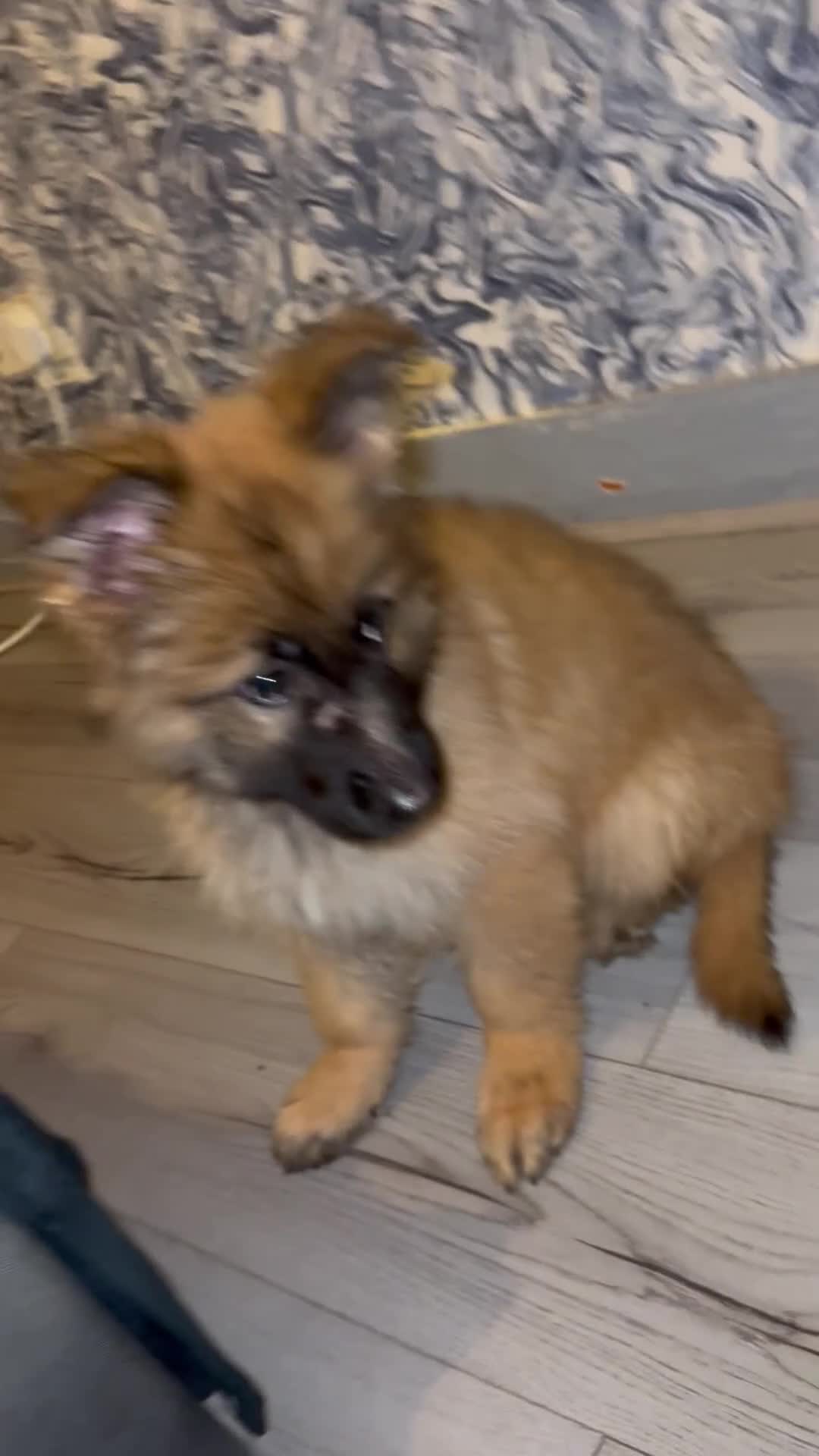 German Shepherd dogs for sale: German Shepard puppy - Video 1