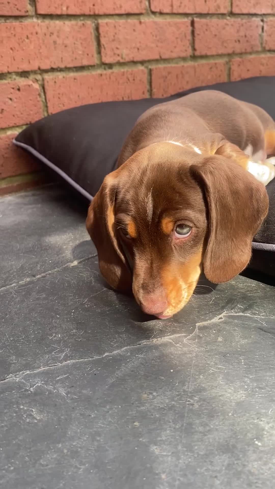 Miniature Dachshund dogs for sale: STUNNING Mini Dachs 🩶 🤎 - Video 1