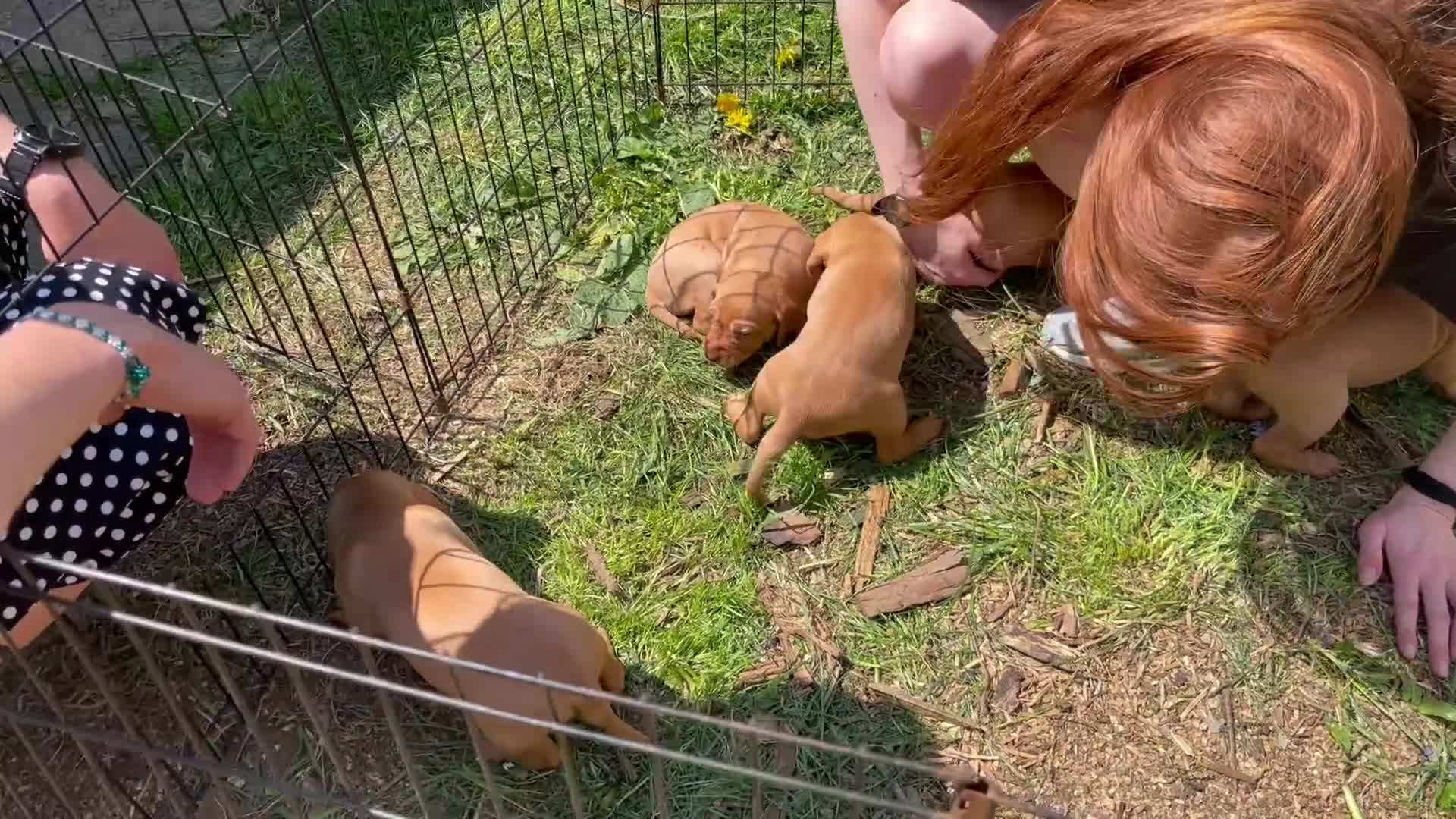 Hungarian Vizsla dogs for sale: Last, but best in litter, to go in Hove - Video 1