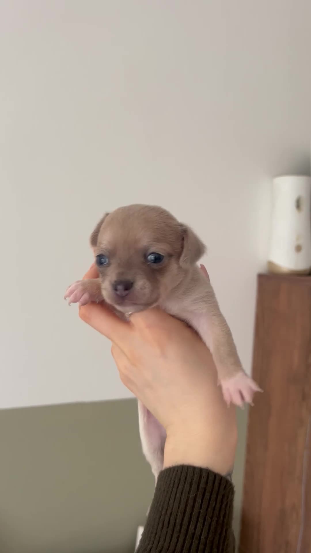 Chihuahua dogs for sale:  **  chihuahua puppies - Video 3