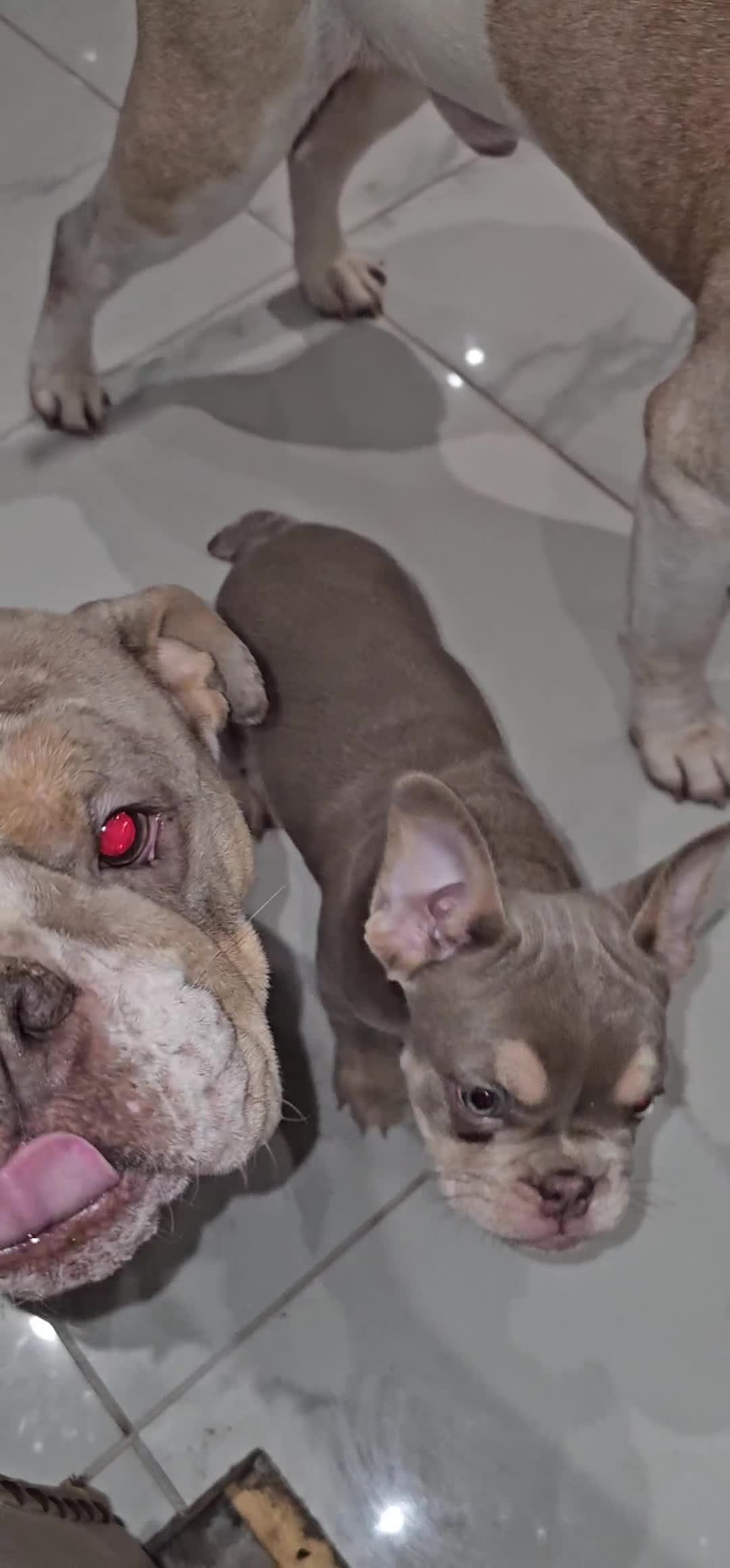 Mixed Breed dogs for sale: Micro exotic,s. - Video 1