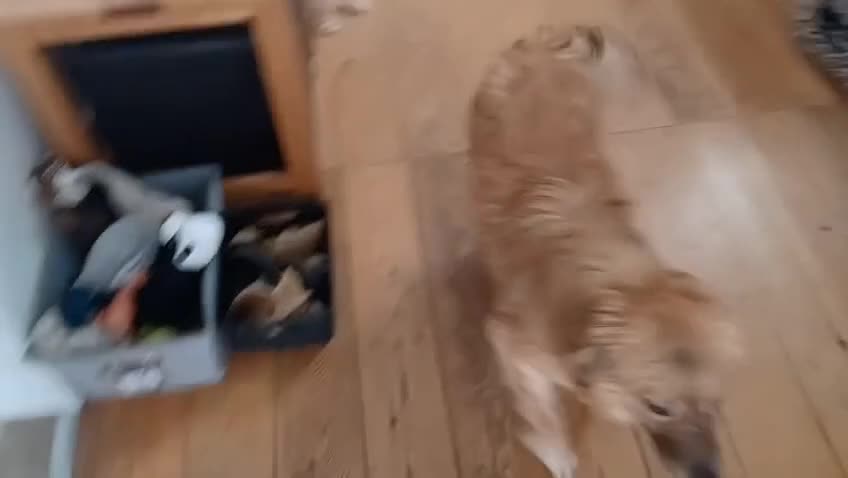 Mixed Breed dogs for adoption: Tomaso  - Video 3