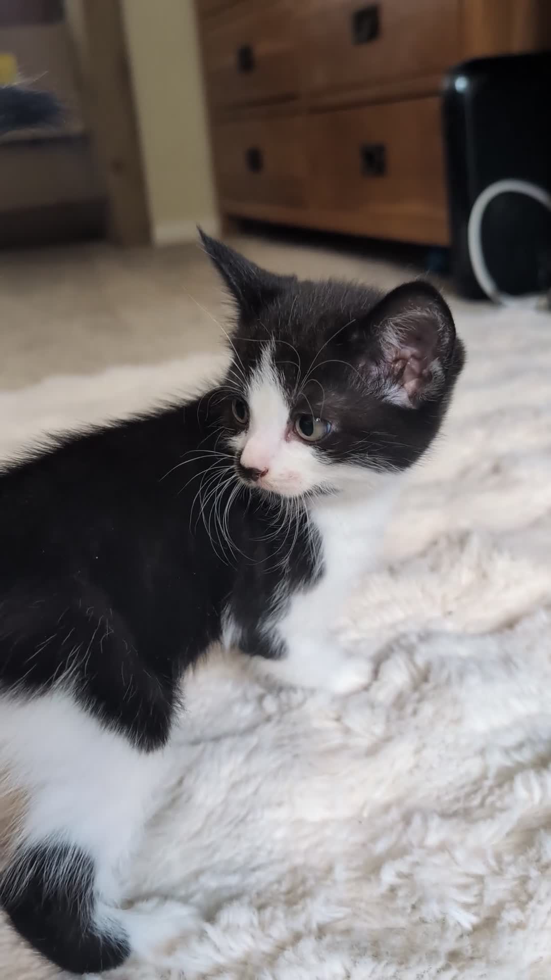Mixed Breed cats for sale: Half tortoiseshell kittens in Nottingham - Video 3