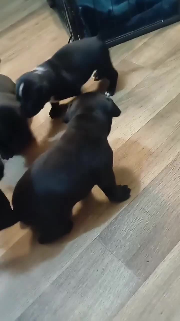 Mixed Breed dogs for sale: Adorable 3/4 Staff Bull Terrier 1/4 Jack Russell. - Video 3