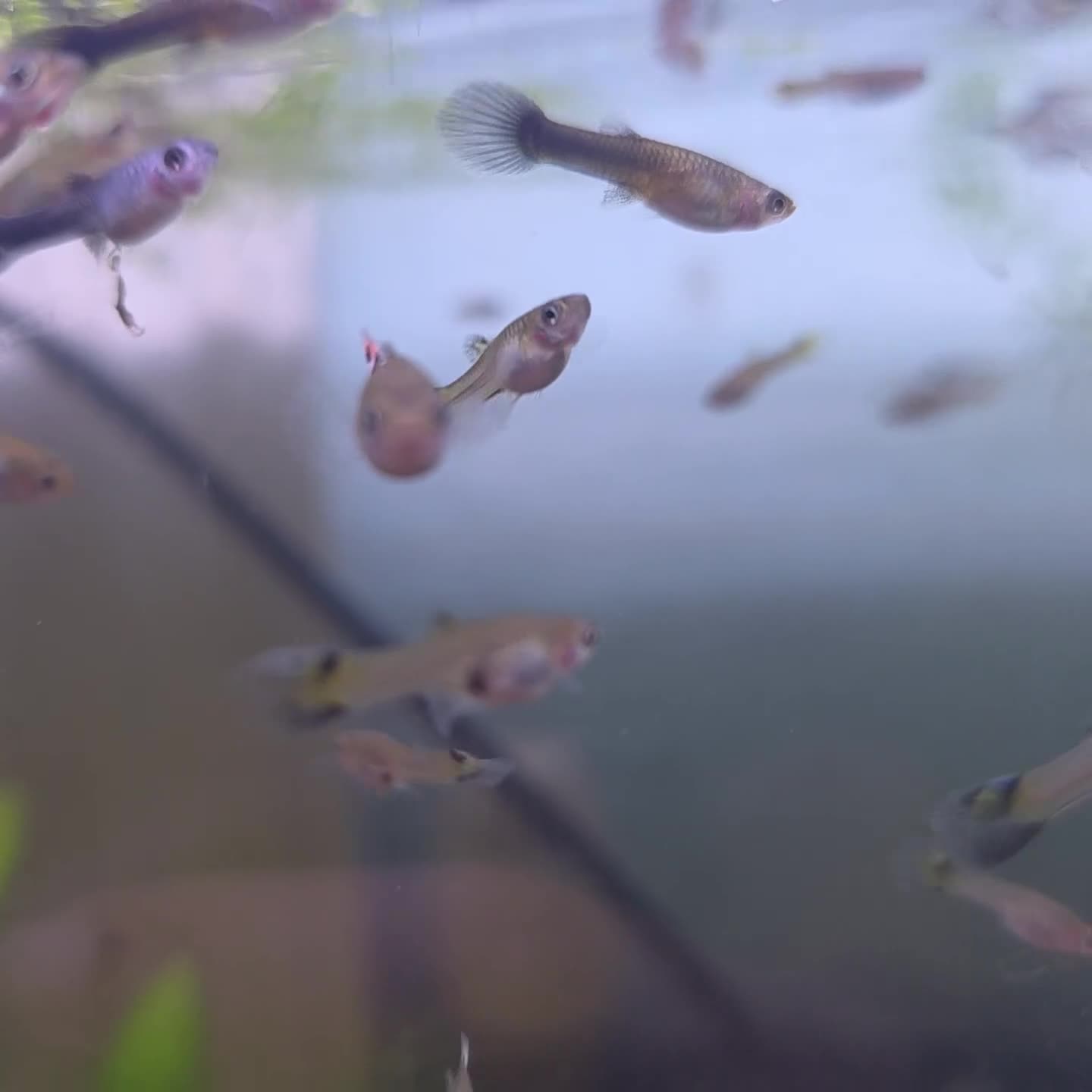 Live Bearers fish for sale: Mixed Snakeskin Guppys x20 - Video 1