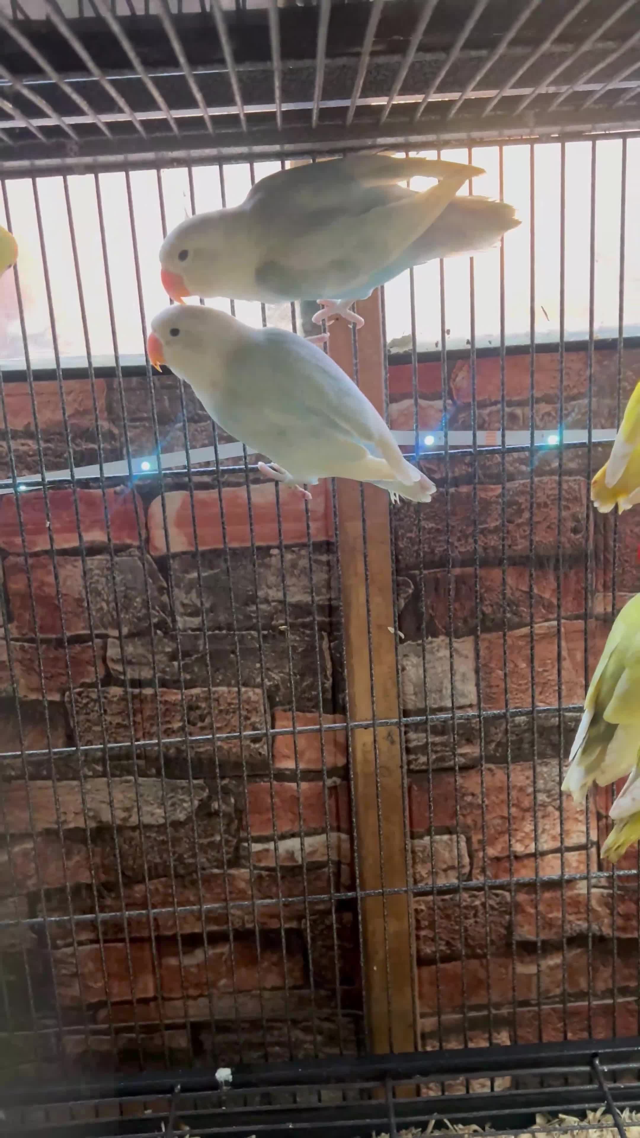 Lovebirds birds for sale: Various Fischer /masked lovebirds for sale  - Video 2