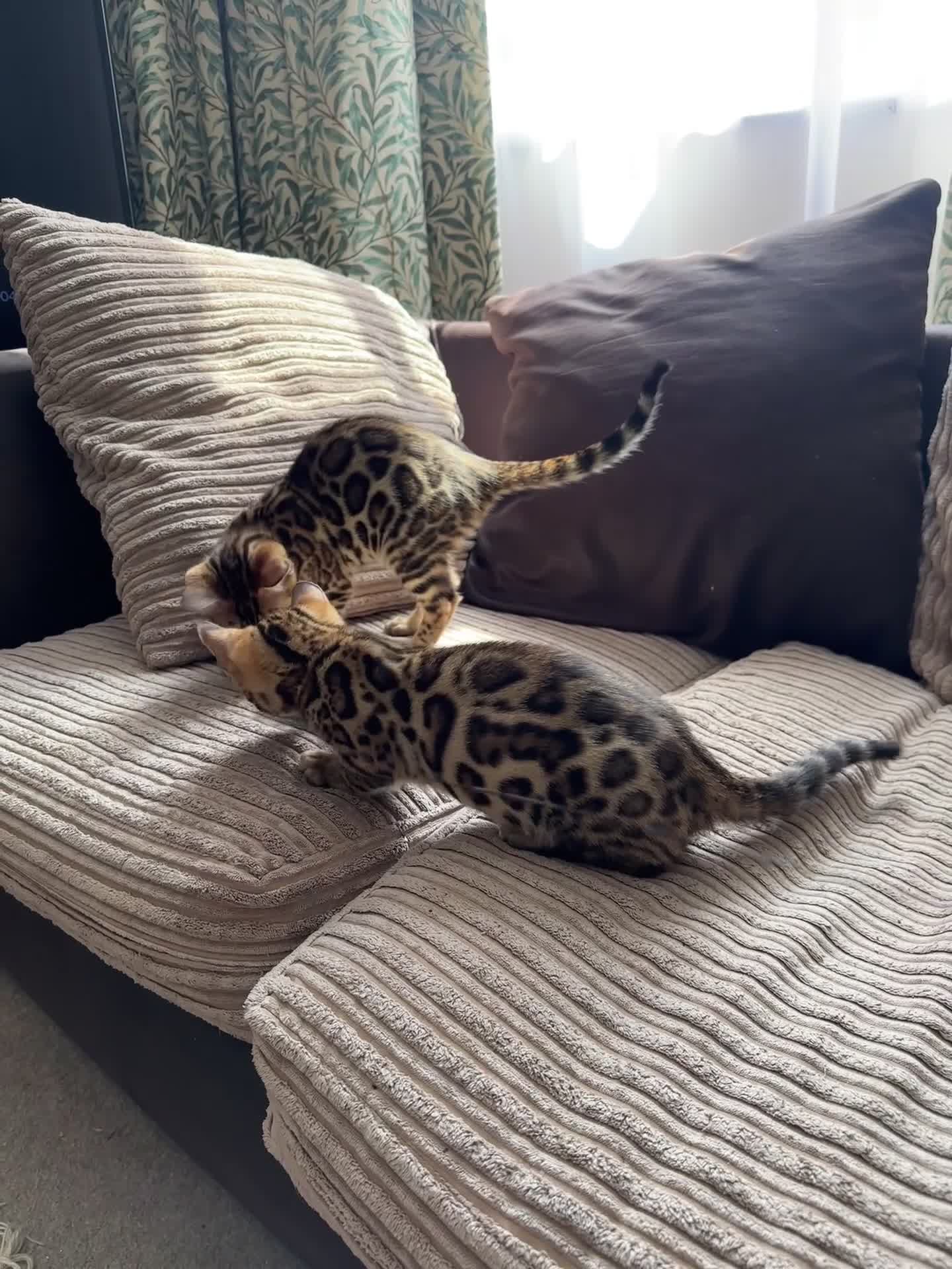 Bengal cats for sale: TICA registered bengal kittens!🐱 - Video 3