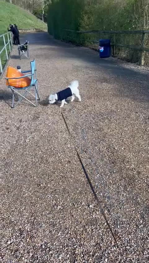 Bichon Frise dogs for stud: Bichon for stud duties!  - Video 3