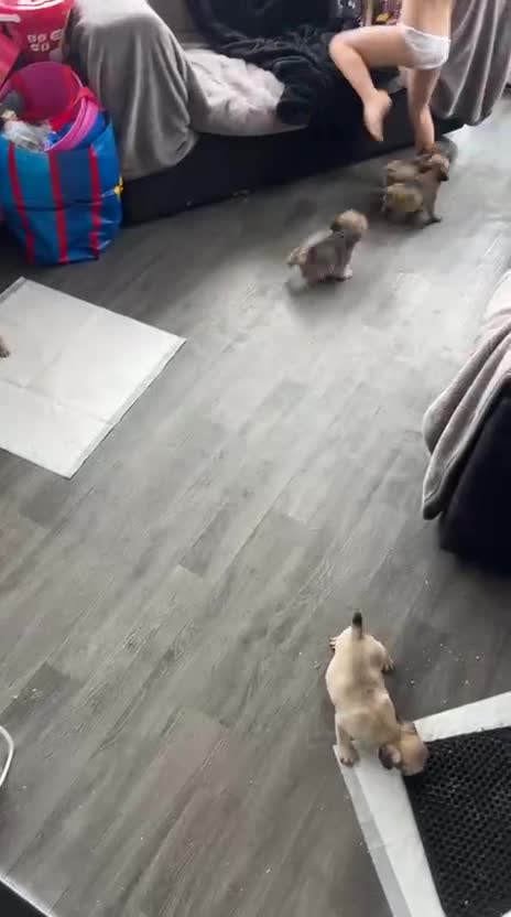 Mixed Breed dogs for sale: Beautiful puppies ready now  - Video 1
