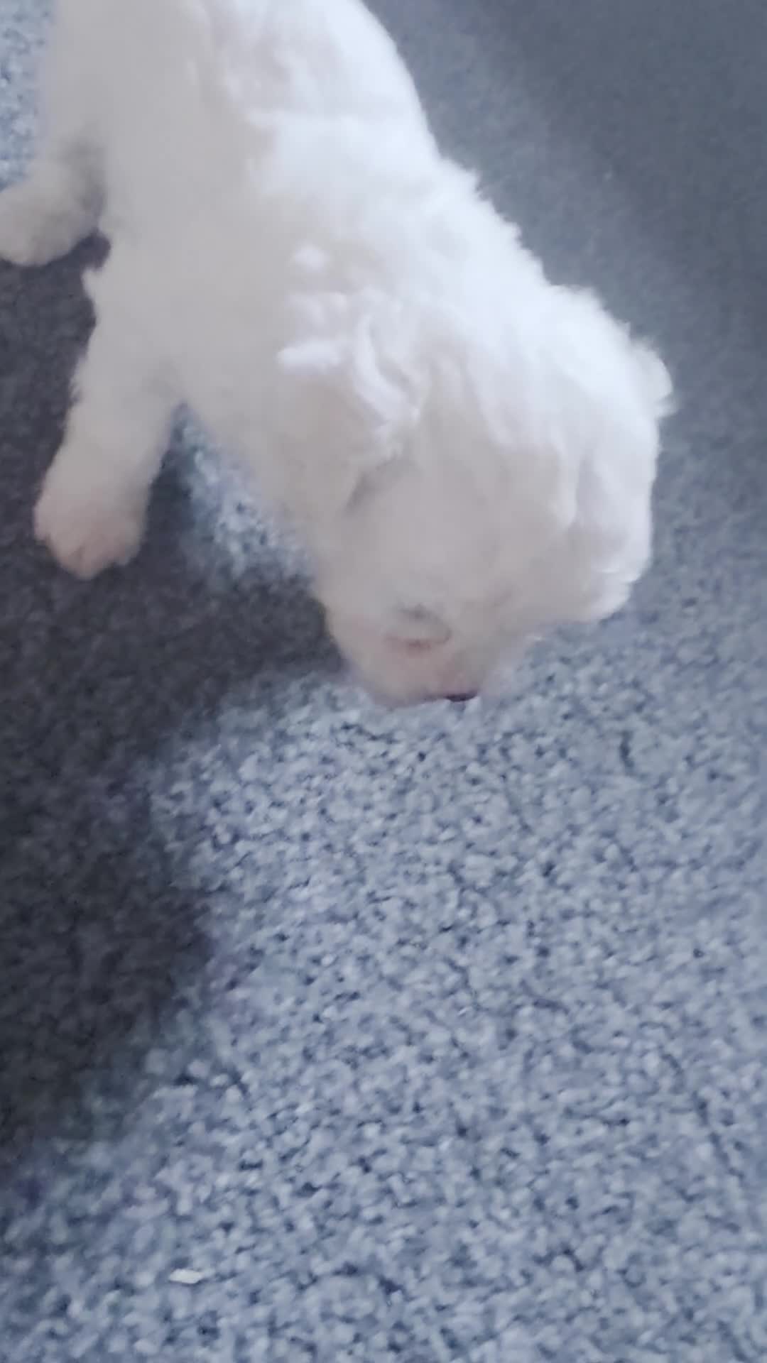 Bichon Frise dogs for sale: BICHON FRISE puppys  - Video 3