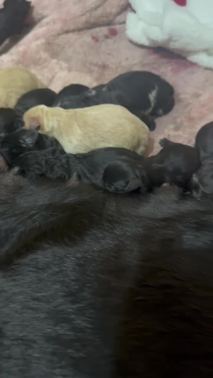 Labradoodle dogs for sale: F1 labradoodle puppies  - Video 1