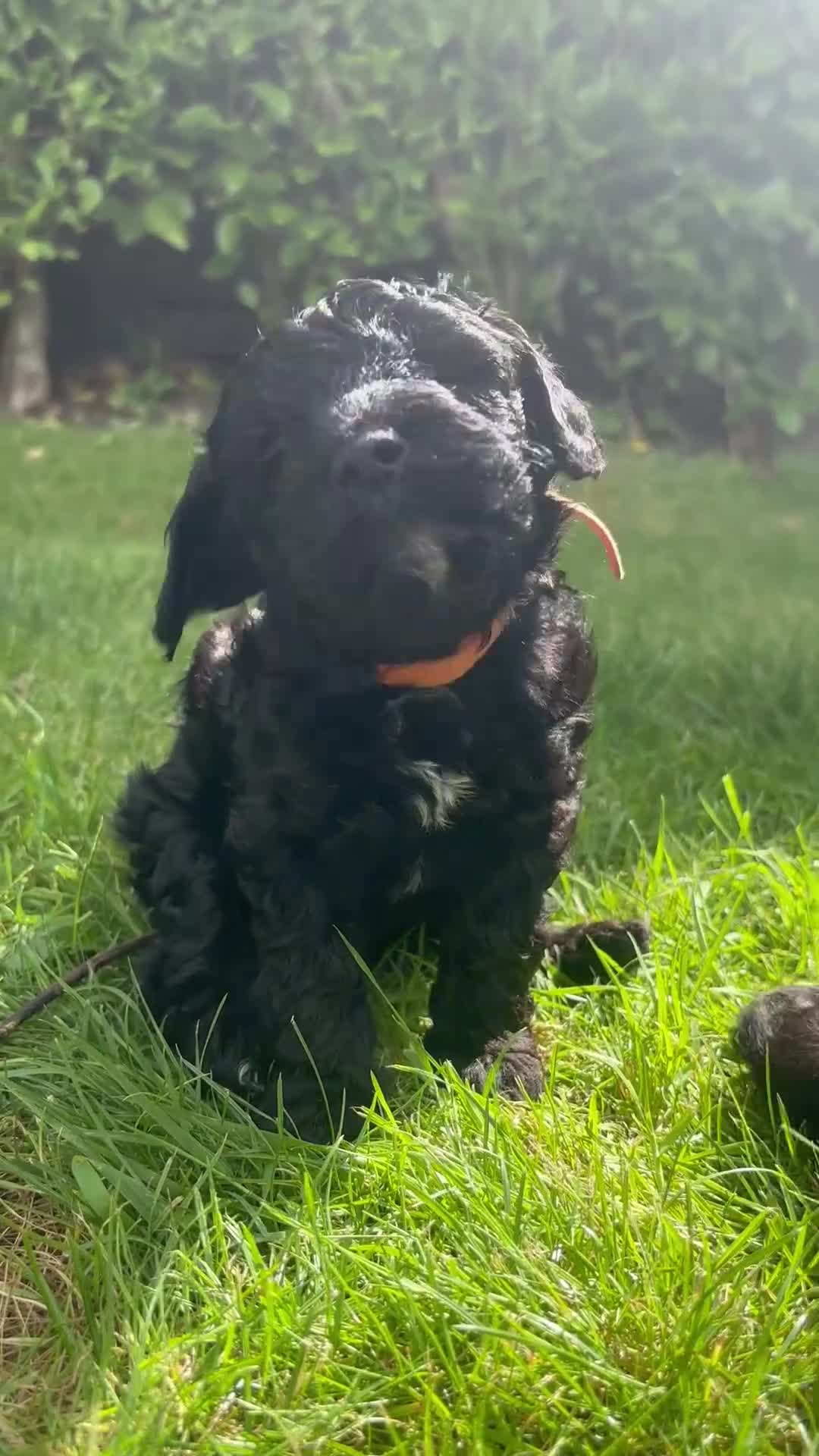 Bordoodle dogs for sale: Miniature Bordoodle Puppies - Video 4