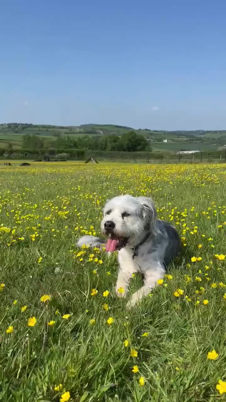 Mixed Breed dogs for adoption: Brian is looking for a home -Mioritic Shepherd  - Video 2