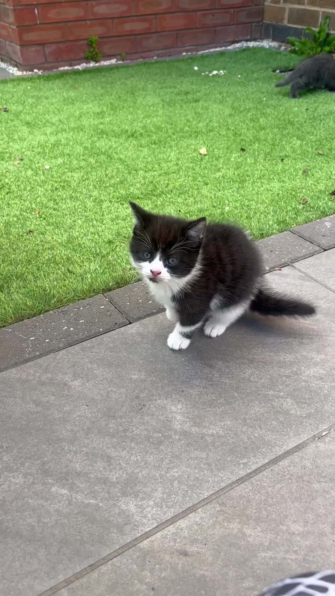 British Shorthair cats for sale: 3 British shorthair kittens  - Video 2
