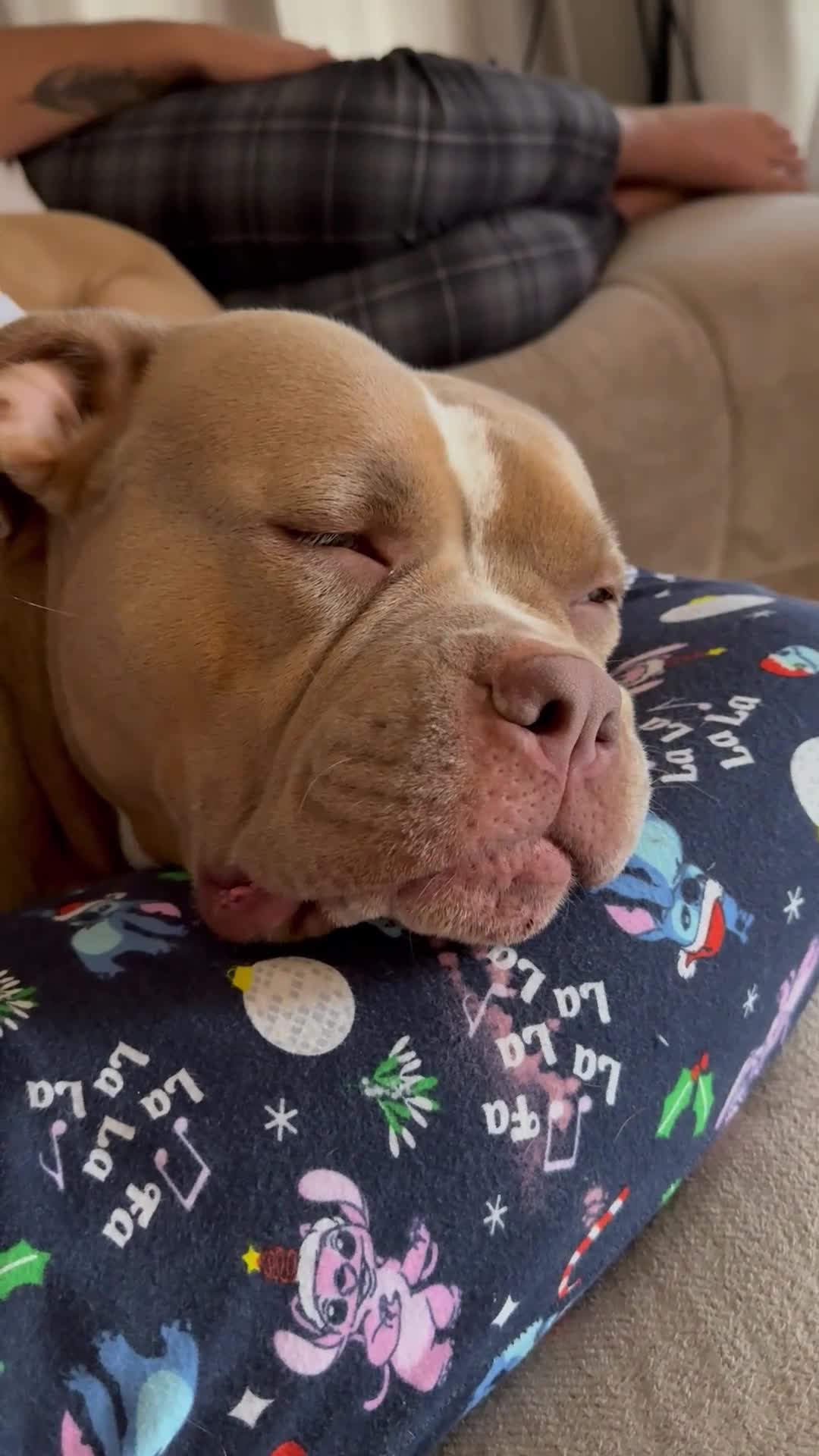 American Bully dogs for sale: Rehome  - Video 1