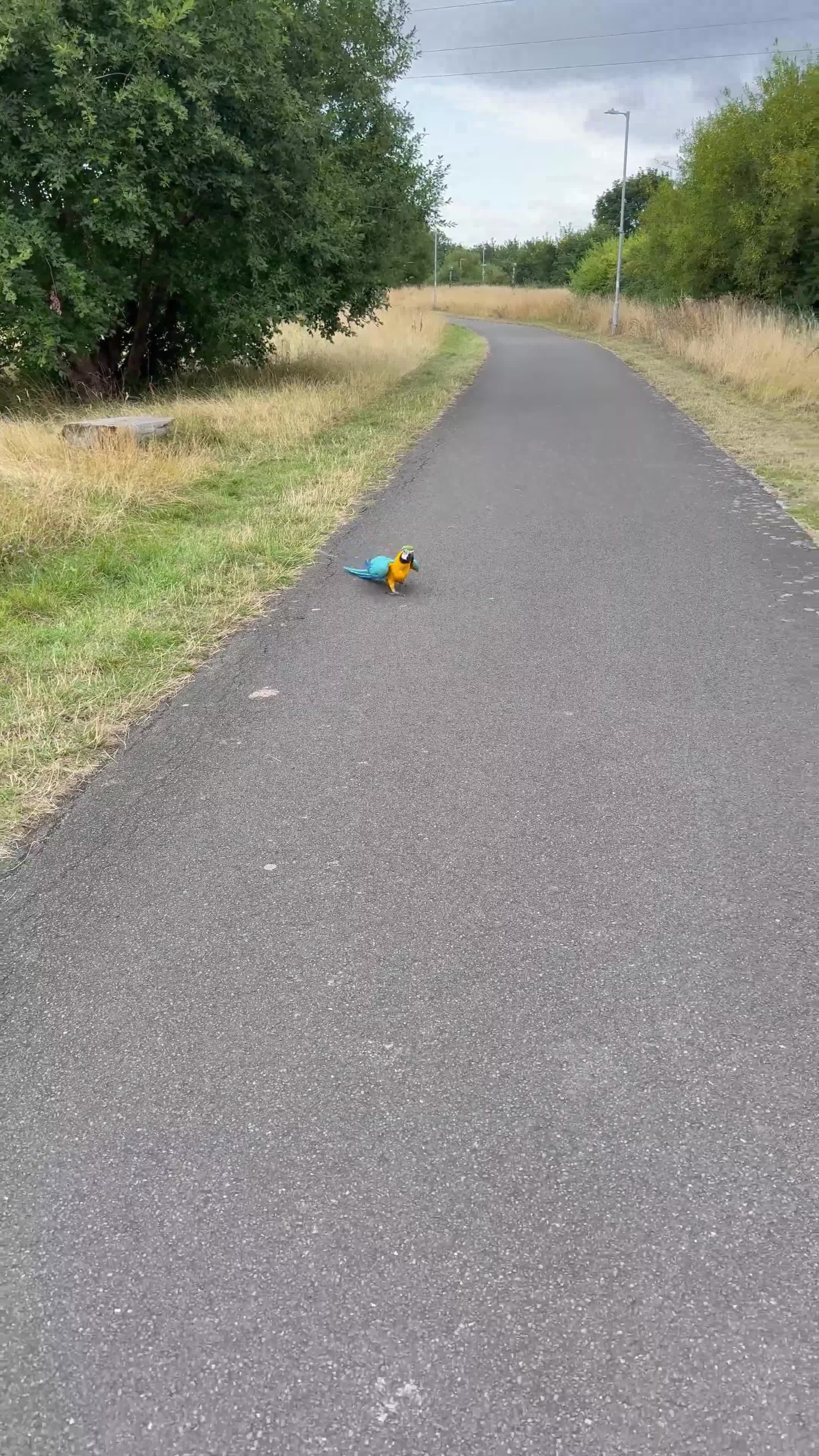 Macaws birds for sale: Macaw gold and blue 2 year old  - Video 2