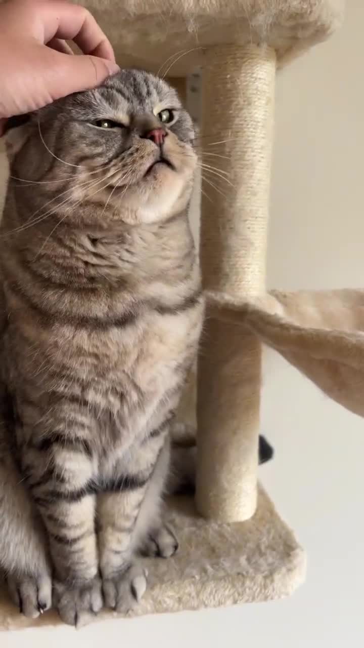 Scottish Fold cats for sale: Loving home wanted for 2 Scottish Fold boys - Video 1