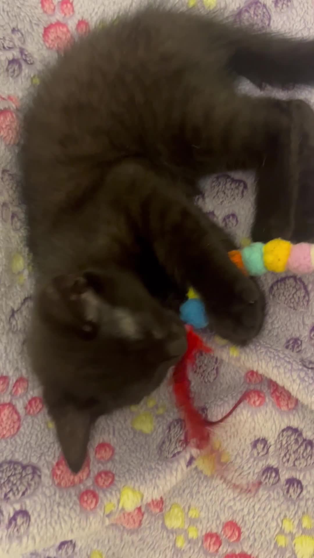 Mixed Breed cats for sale: Mixed breed adorable kittens in Waltham Cross - Video 4